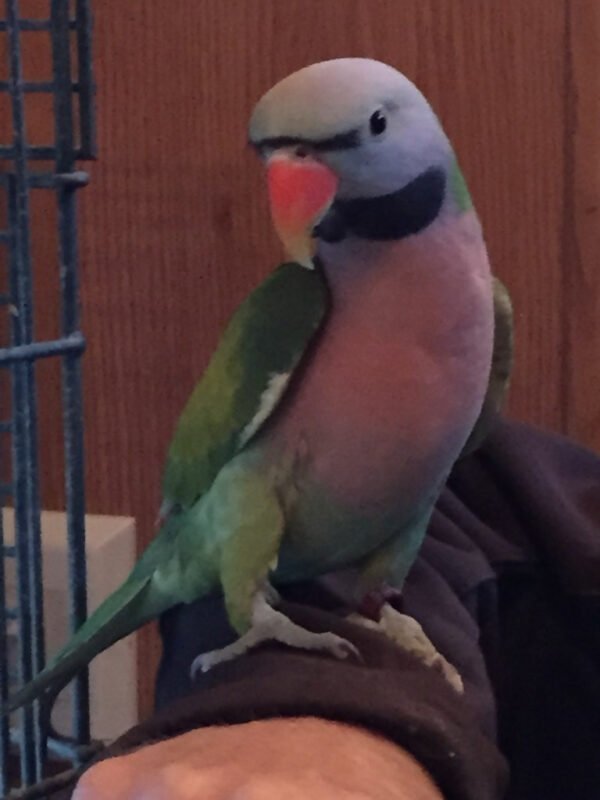 Mustached Parakeet 502747