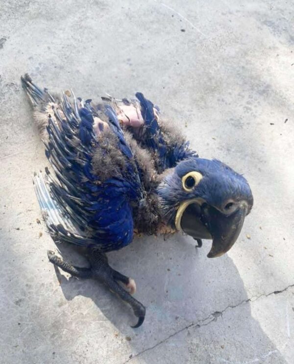 Baby Hyacinth Macaw 5 (1)